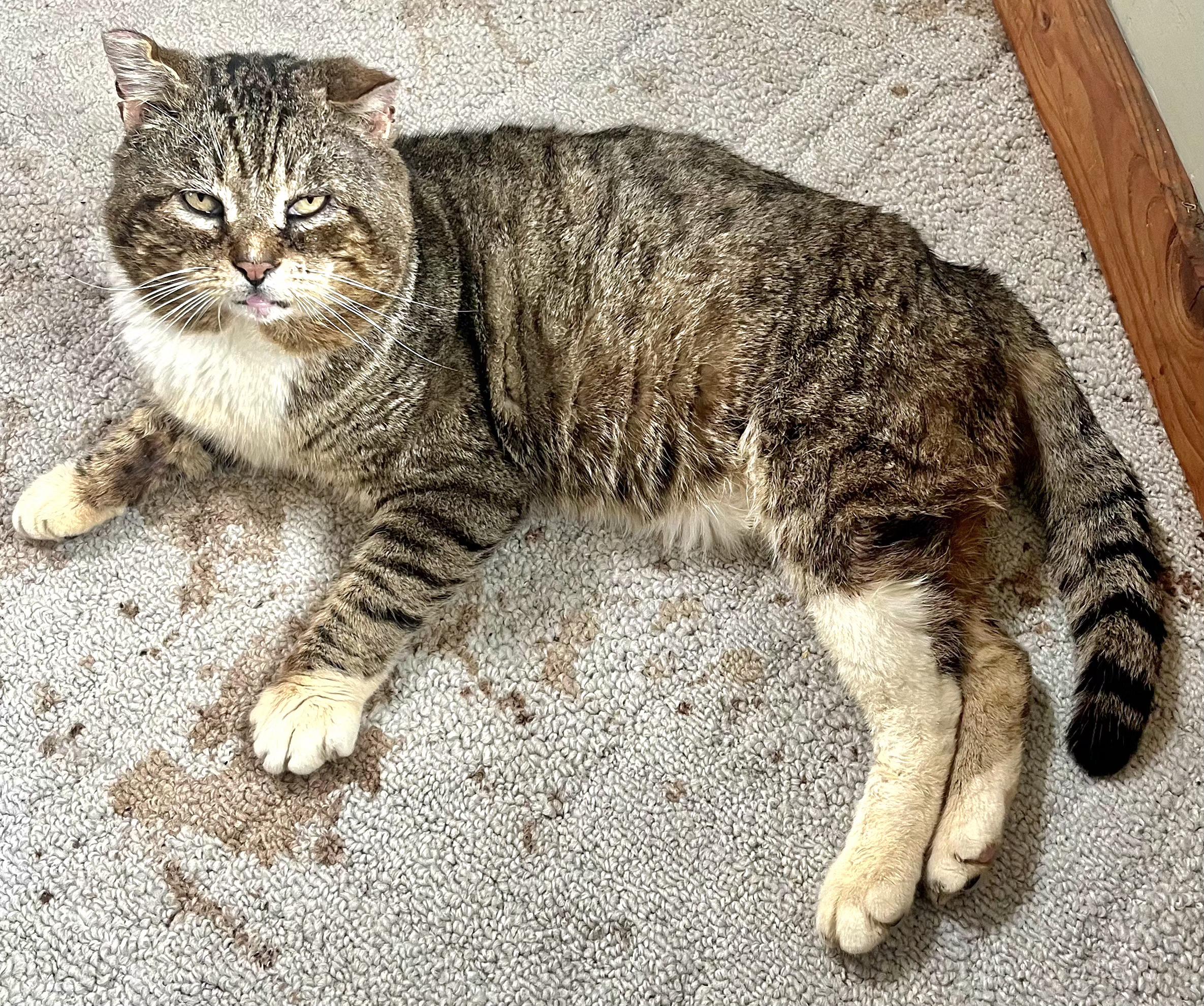 Watson, an adopted Tabby in Springfield, OR image 3/4