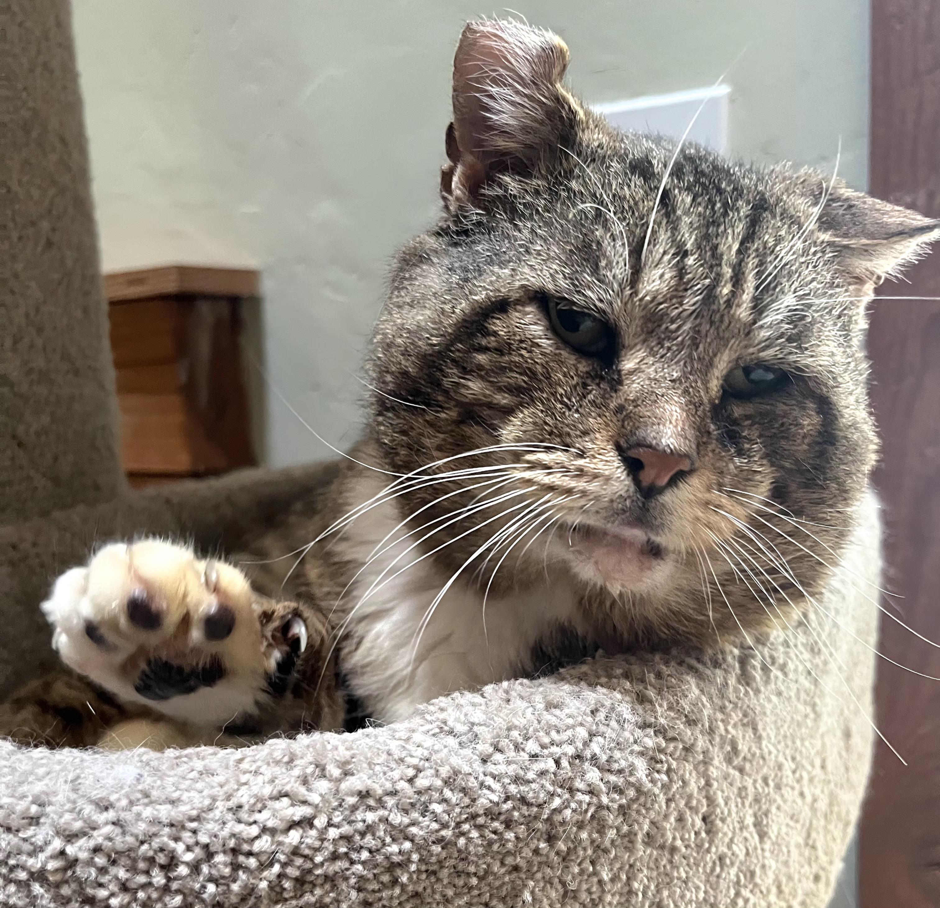 Watson, an adopted Tabby in Springfield, OR image 2/4