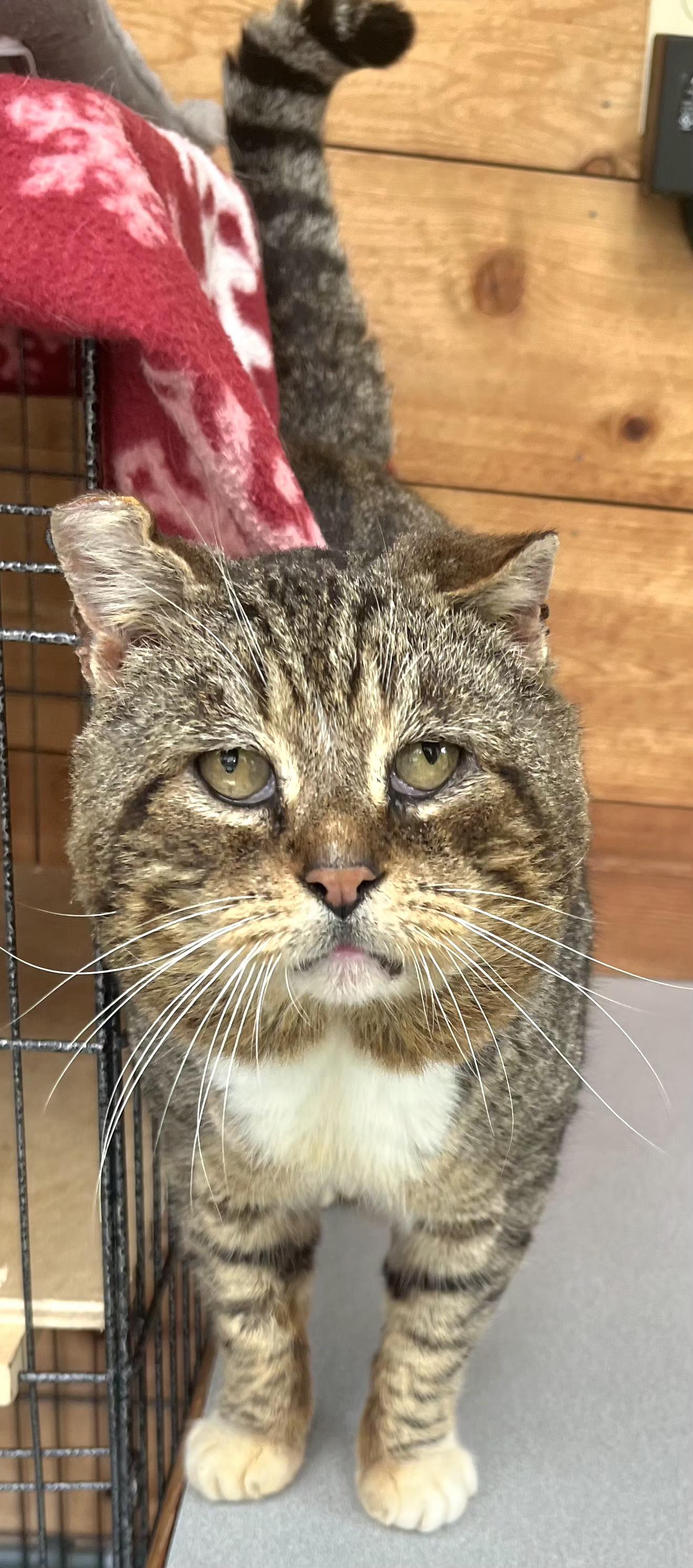 Watson, adopted, Adult Male Tabby.