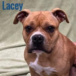 Enlarge Lacey, a ADOPTABLE mixed breed in Pleasantville, NJ image 1/1
