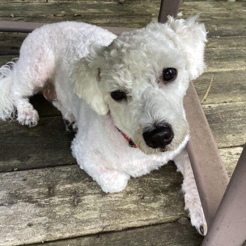 Enlarge Joey, a Adopted mixed breed in Hawkestone, ON image 1/6