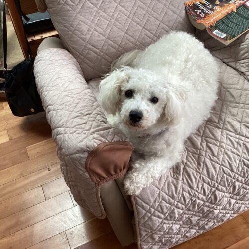 Enlarge Joey, a Adopted mixed breed in Hawkestone, ON image 2/6