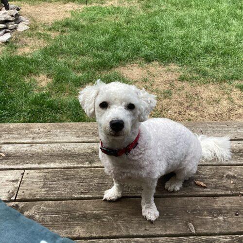 Enlarge Joey, a Adopted mixed breed in Hawkestone, ON image 5/6