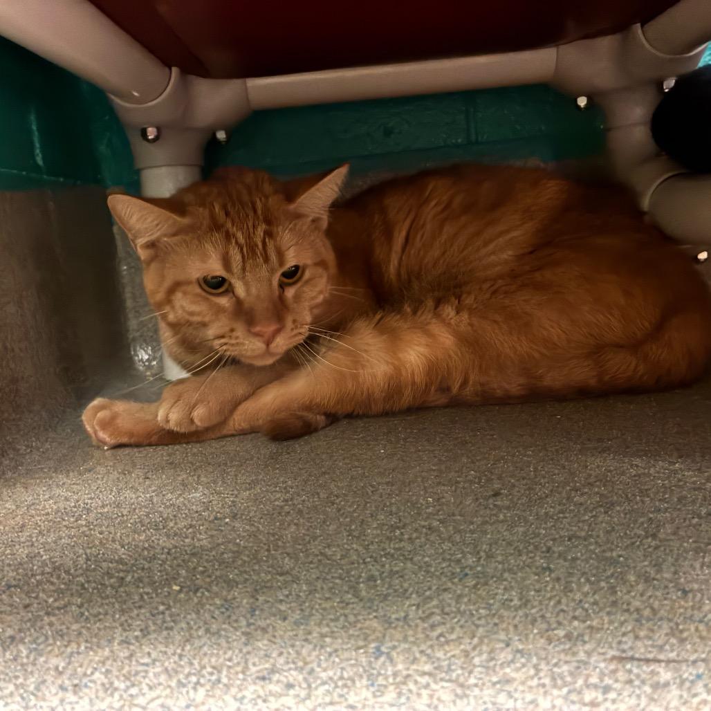 Jackie, Adoptable, Young Female Domestic Short Hair.