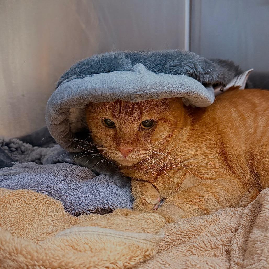 Enlarge Jackie, a Adoptable Domestic Short Hair in Fredericksburg, VA image 2/2