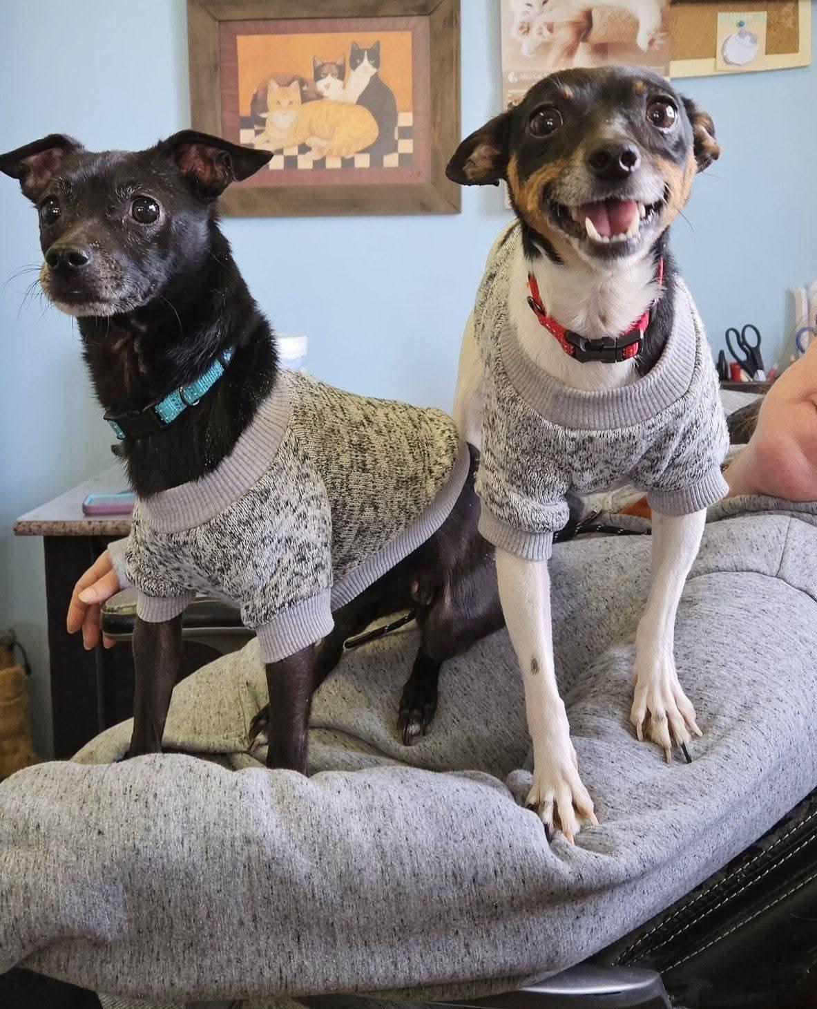 Enlarge Freckles and Chicklet, an adopted mixed breed in Lawrenceburg, KY image 1/2