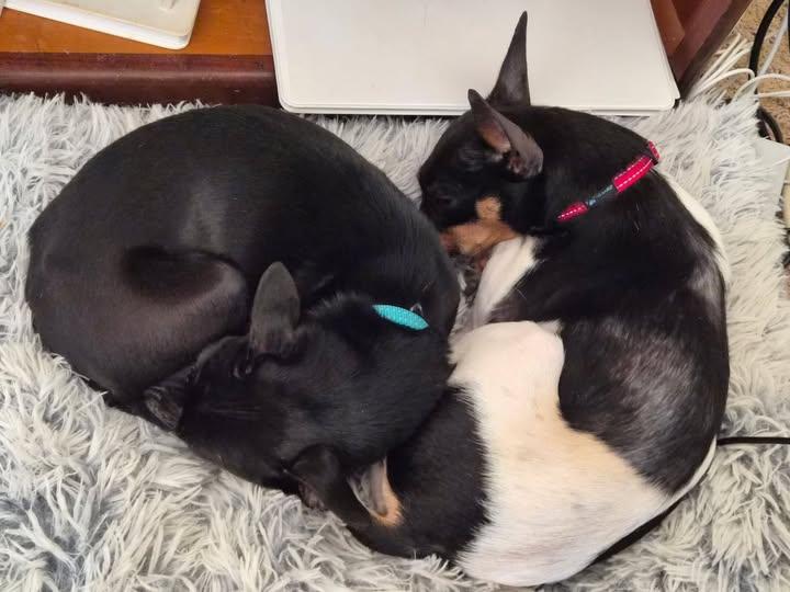 Enlarge Freckles and Chicklet, an adopted mixed breed in Lawrenceburg, KY image 2/2