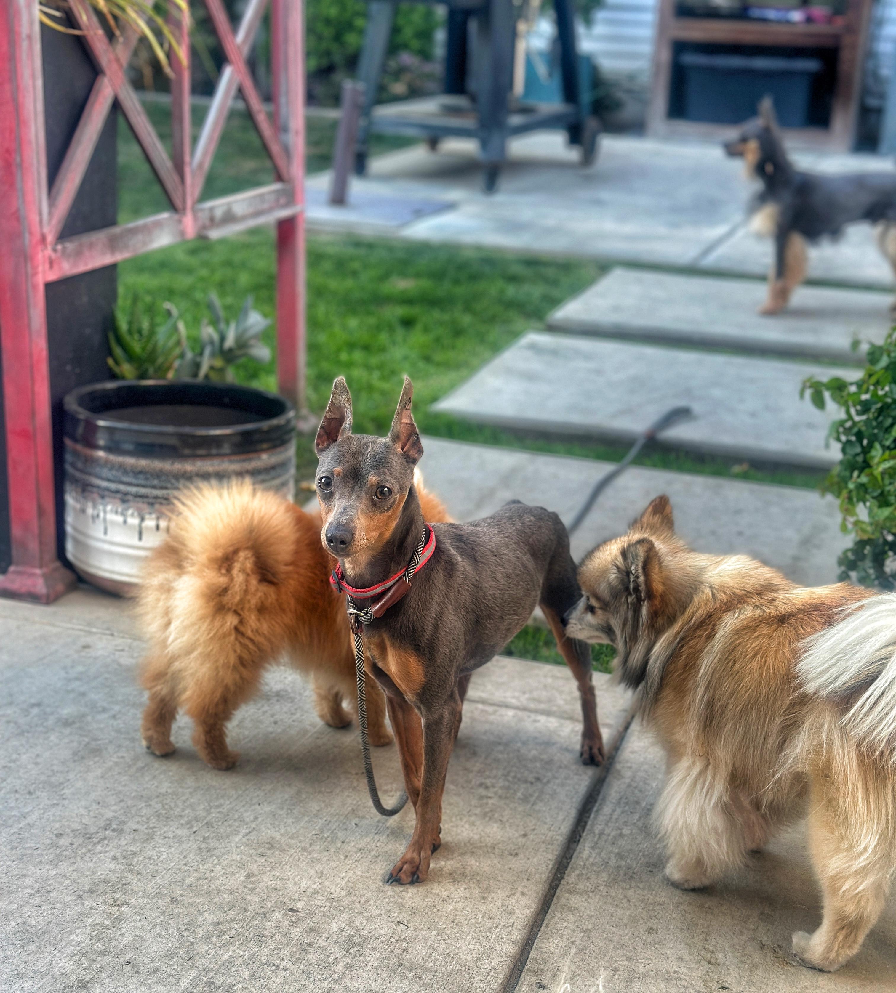 Queso, a ADOPTABLE Miniature Pinscher in West Hollywood, CA image 2/2