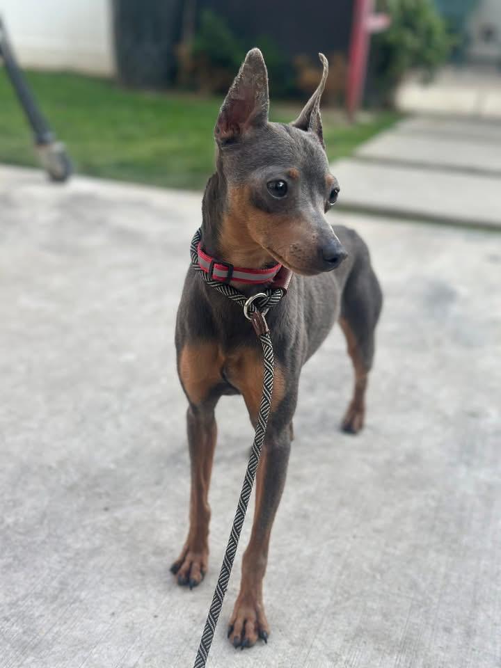 Queso, ADOPTABLE, Young Male Miniature Pinscher.