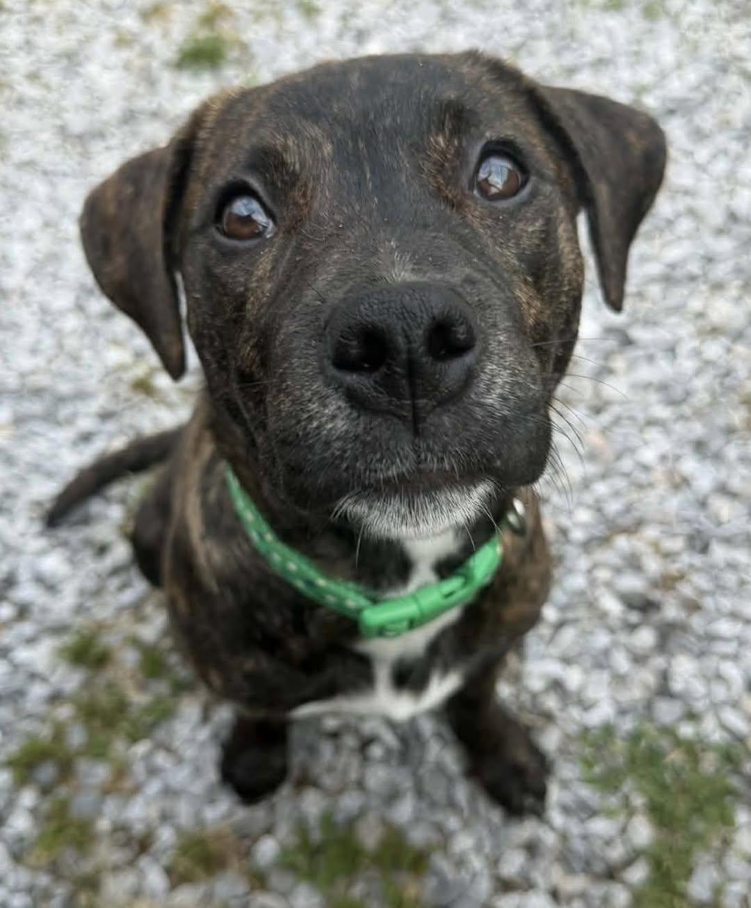 Scarlett, a Adoptable Boxer in Johnston , RI image 1/6