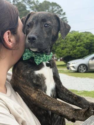 Scarlett, a Adoptable Boxer in Johnston , RI image 2/6
