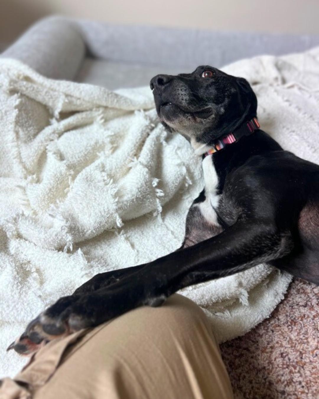 Enlarge Hunter , a ADOPTABLE mixed breed in Valley Village, CA image 2/4