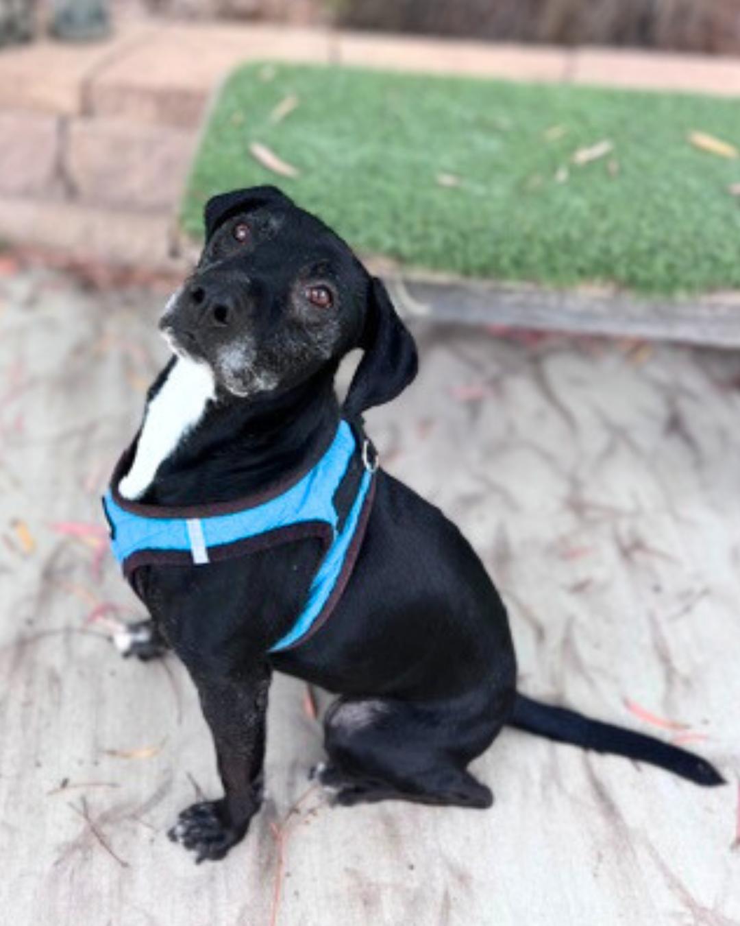 Enlarge Hunter , an adopted mixed breed in Valley Village, CA image 5/5