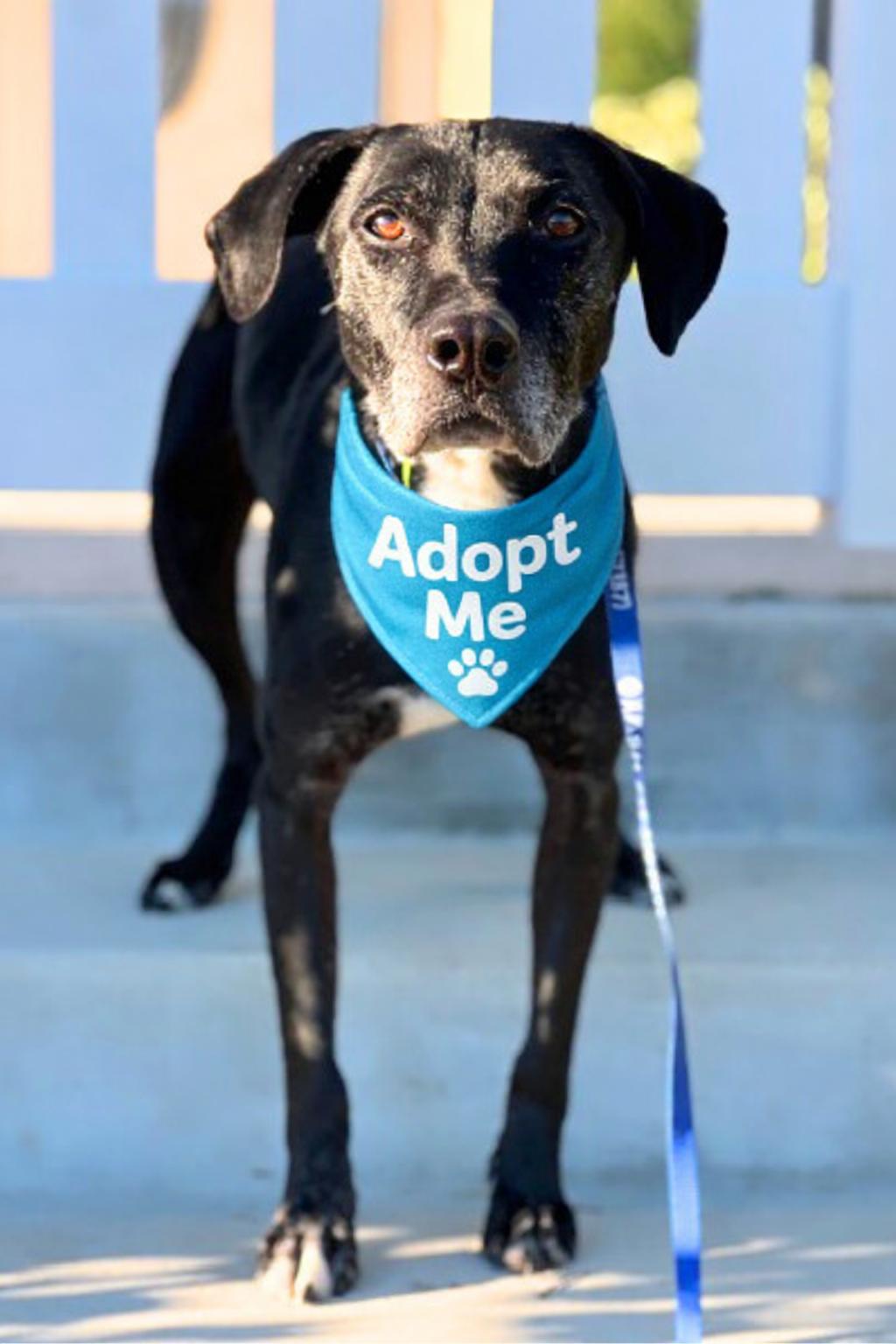 Hunter , ADOPTABLE, Adult Male Black Labrador Retriever & Chihuahua.