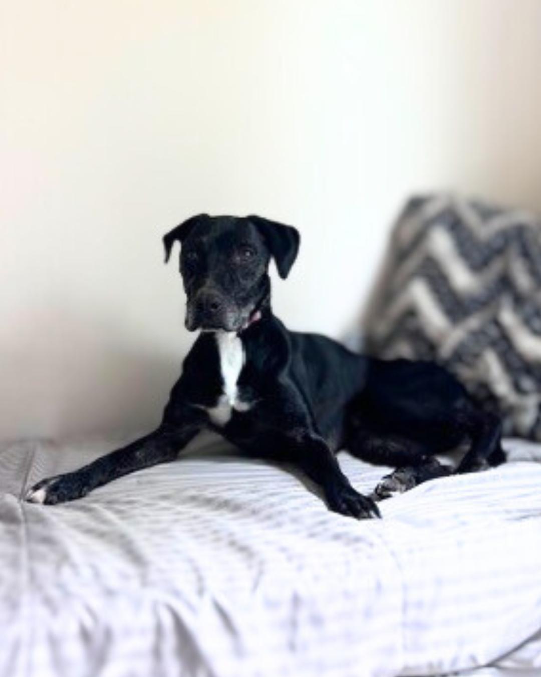 Enlarge Hunter , a ADOPTABLE mixed breed in Valley Village, CA image 4/4