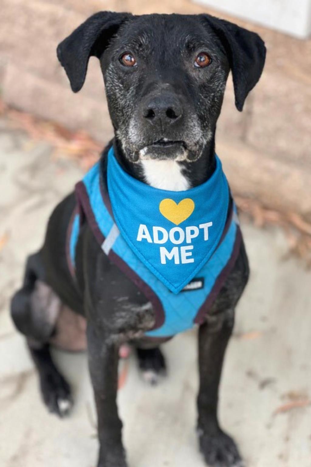 Hunter , adopted, Adult Male Black Labrador Retriever & Chihuahua.