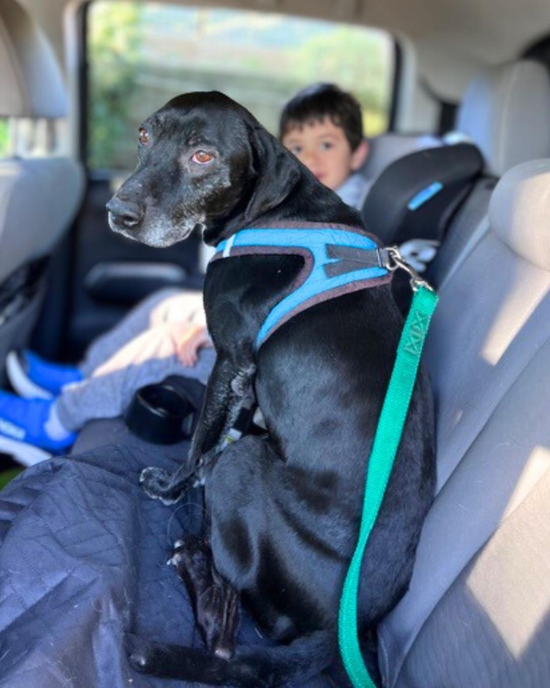 Enlarge Hunter , an adopted mixed breed in Valley Village, CA image 2/5