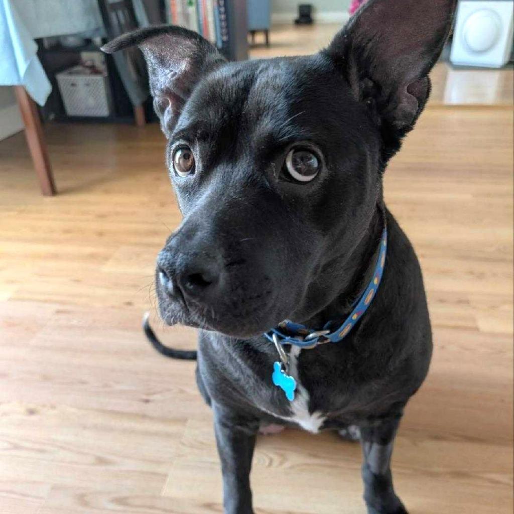 Enlarge Shyla Bear, a Adoptable Mixed Breed in State College, PA image 1/4