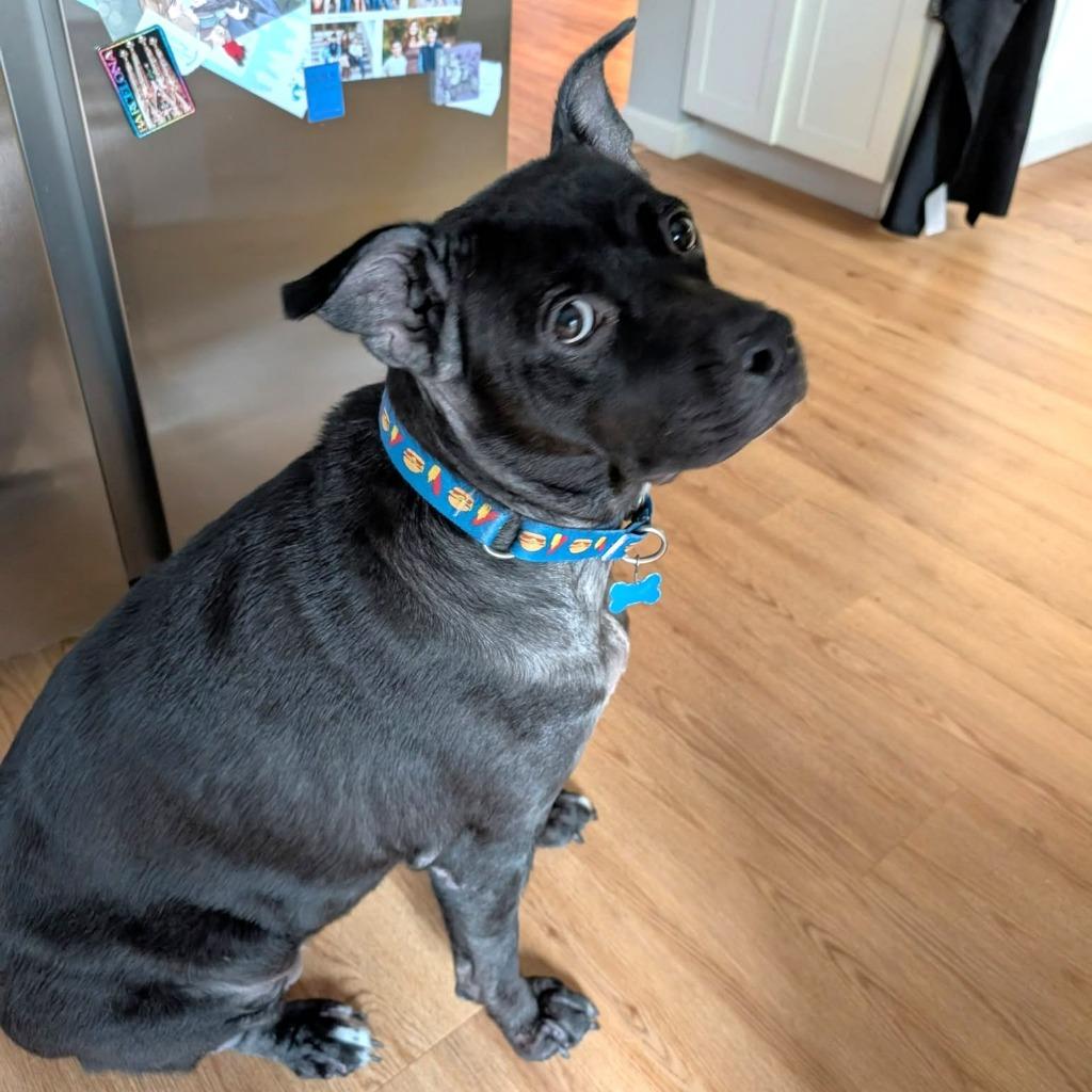 Enlarge Shyla Bear, a Adoptable Mixed Breed in State College, PA image 4/4
