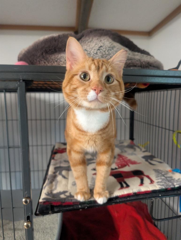 Cheeto, Adoptable, Young Male Domestic Short Hair.