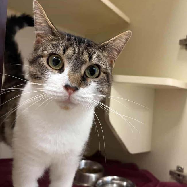 Jade, Adoptable, Adult Female Domestic Short Hair.