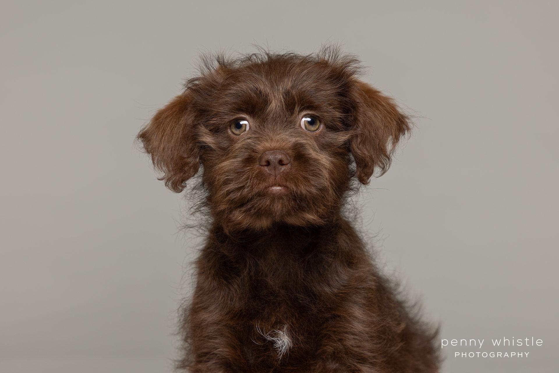 Enlarge Hamish, an adopted mixed breed in Coppell, TX image 2/3