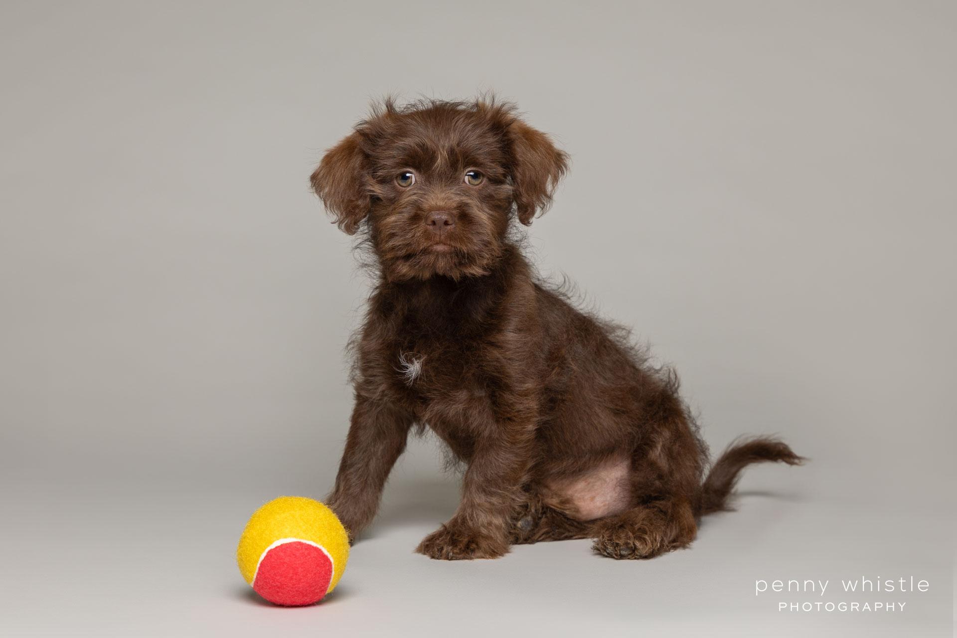 Enlarge Hamish, an adopted mixed breed in Coppell, TX image 3/3