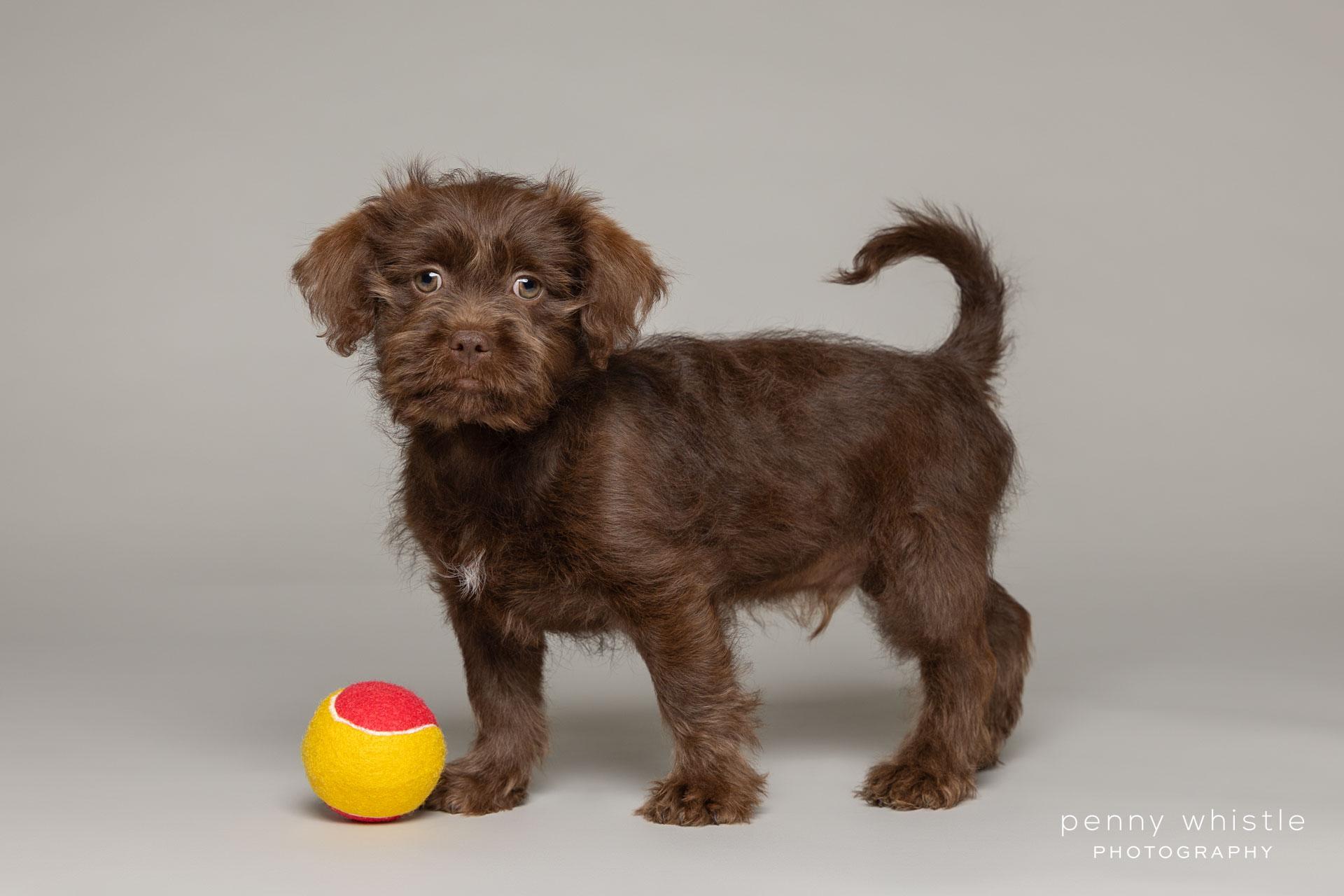 Hamish, adopted, Puppy Male Schnoodle & Terrier.