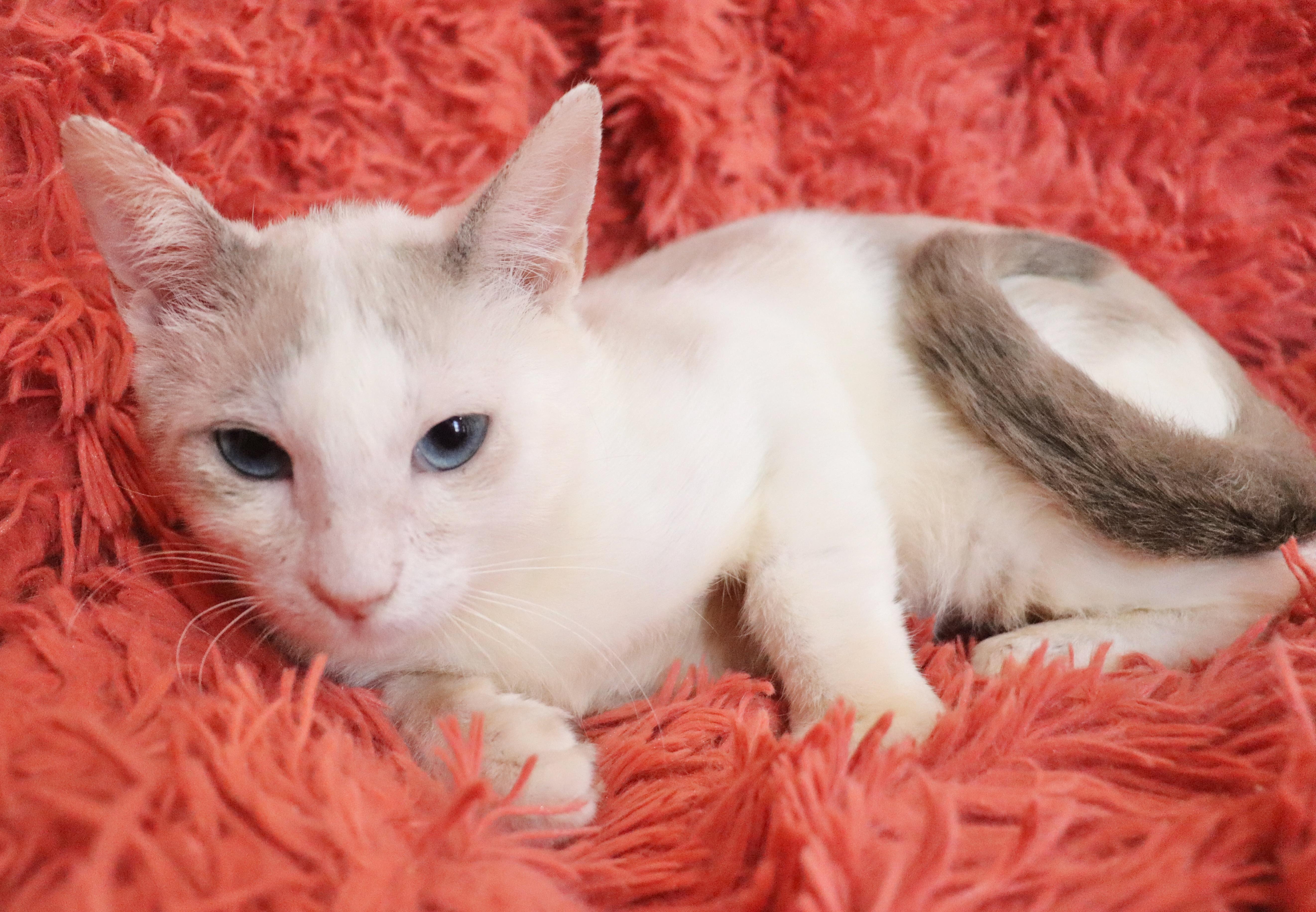 Capone, an adopted mixed breed in Saint Augustine, FL image 2/5