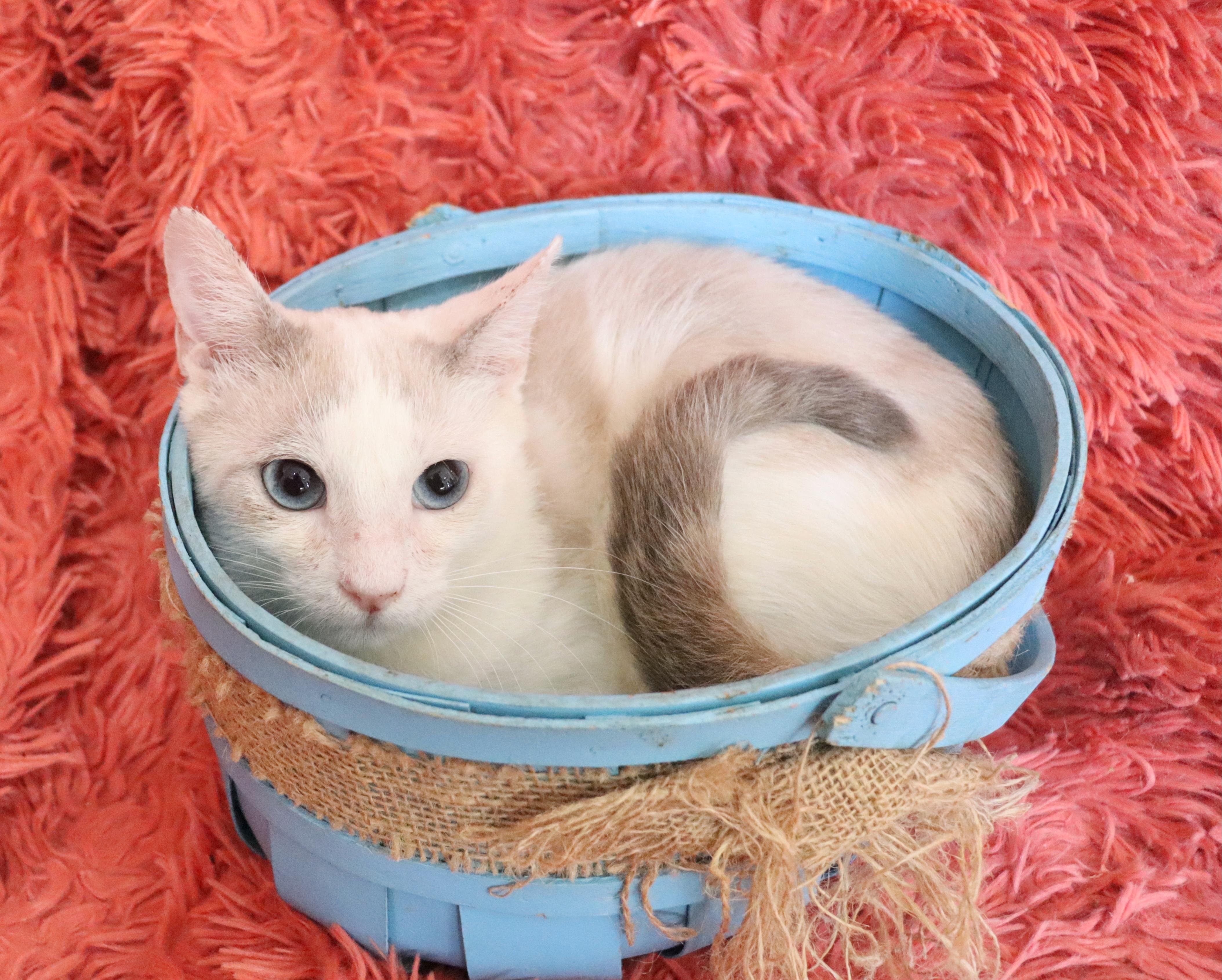 Capone, an adopted mixed breed in Saint Augustine, FL image 4/5