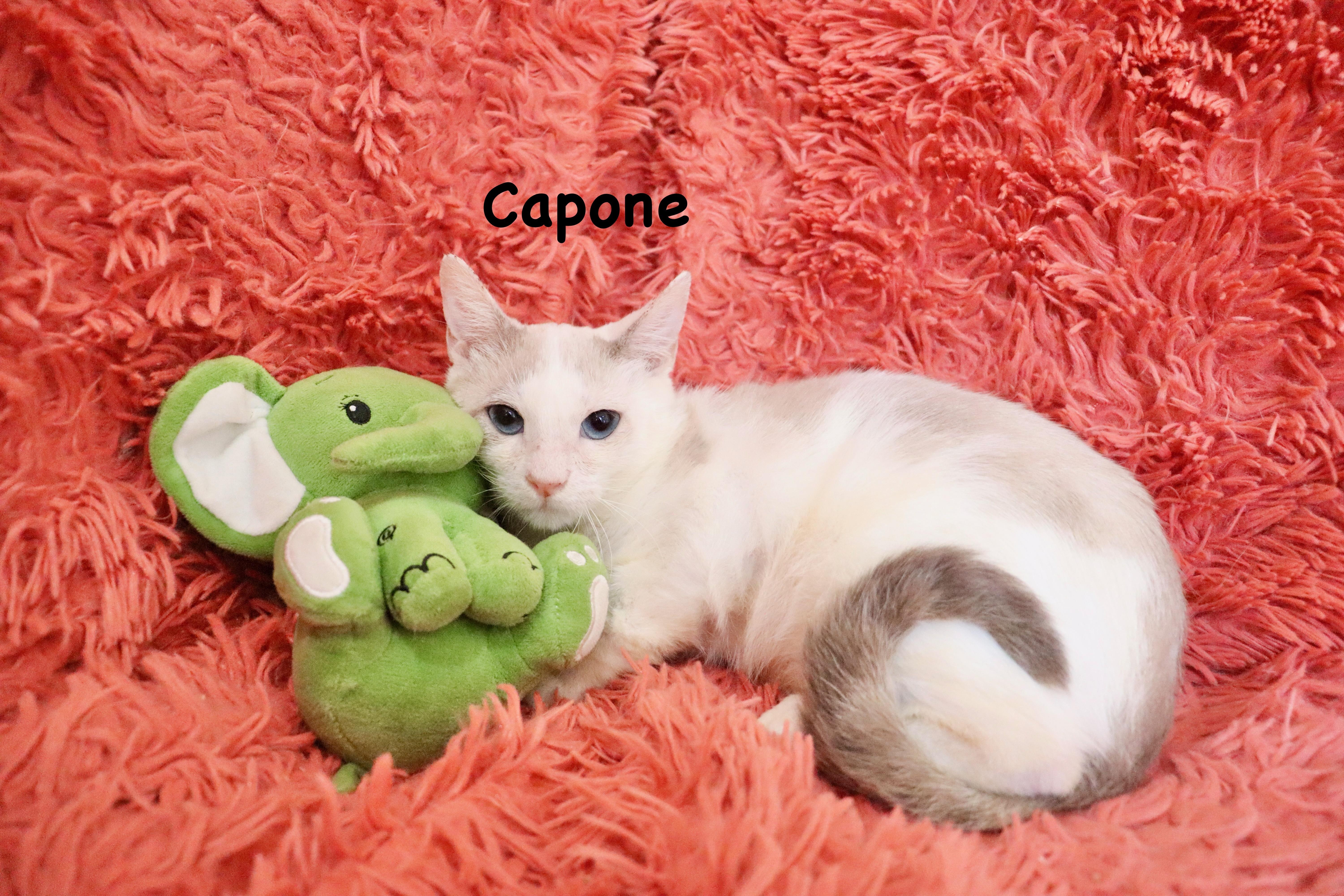 Capone, adopted, Kitten Male Turkish Van & Siamese.