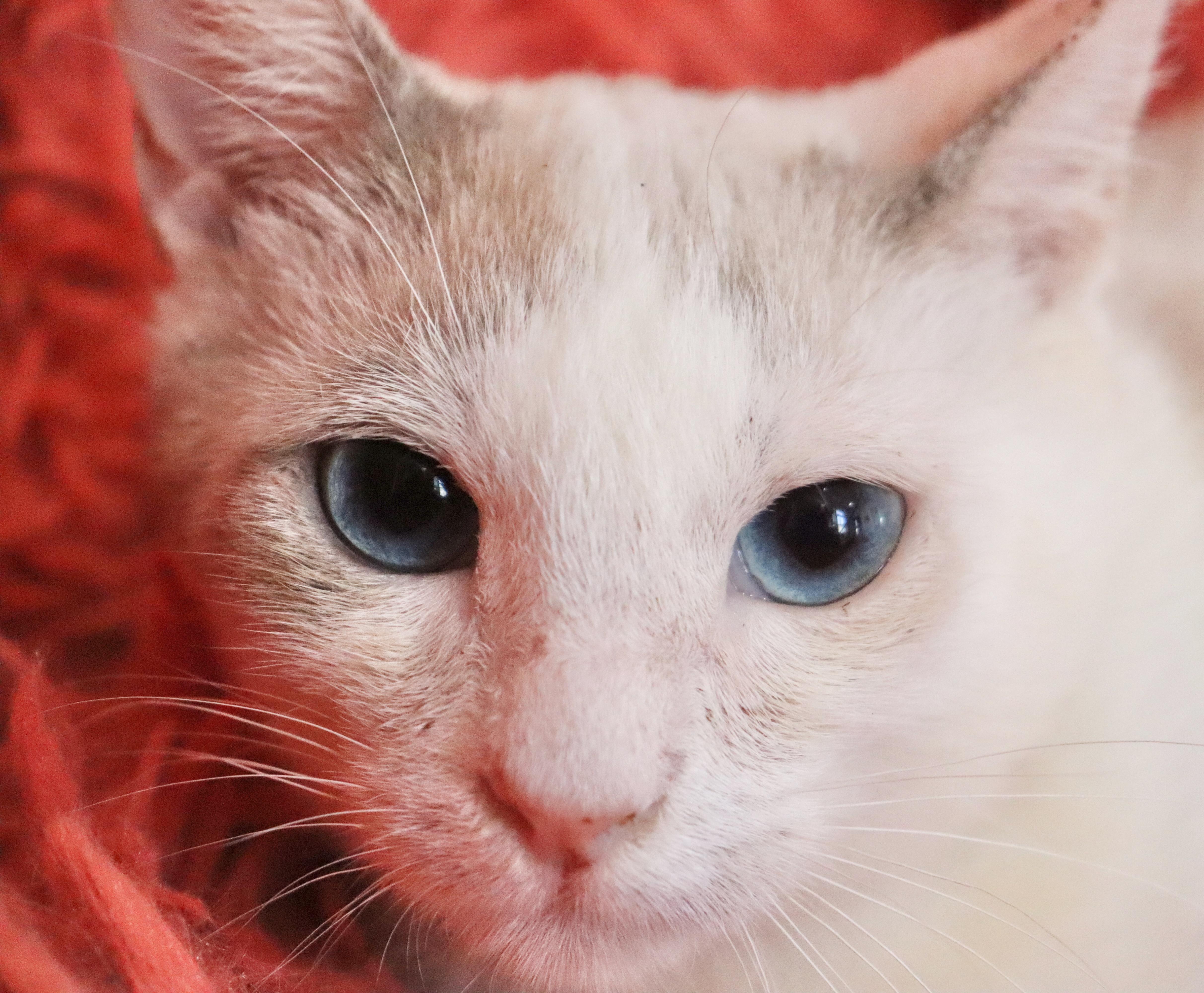 Capone, an adopted mixed breed in Saint Augustine, FL image 5/5