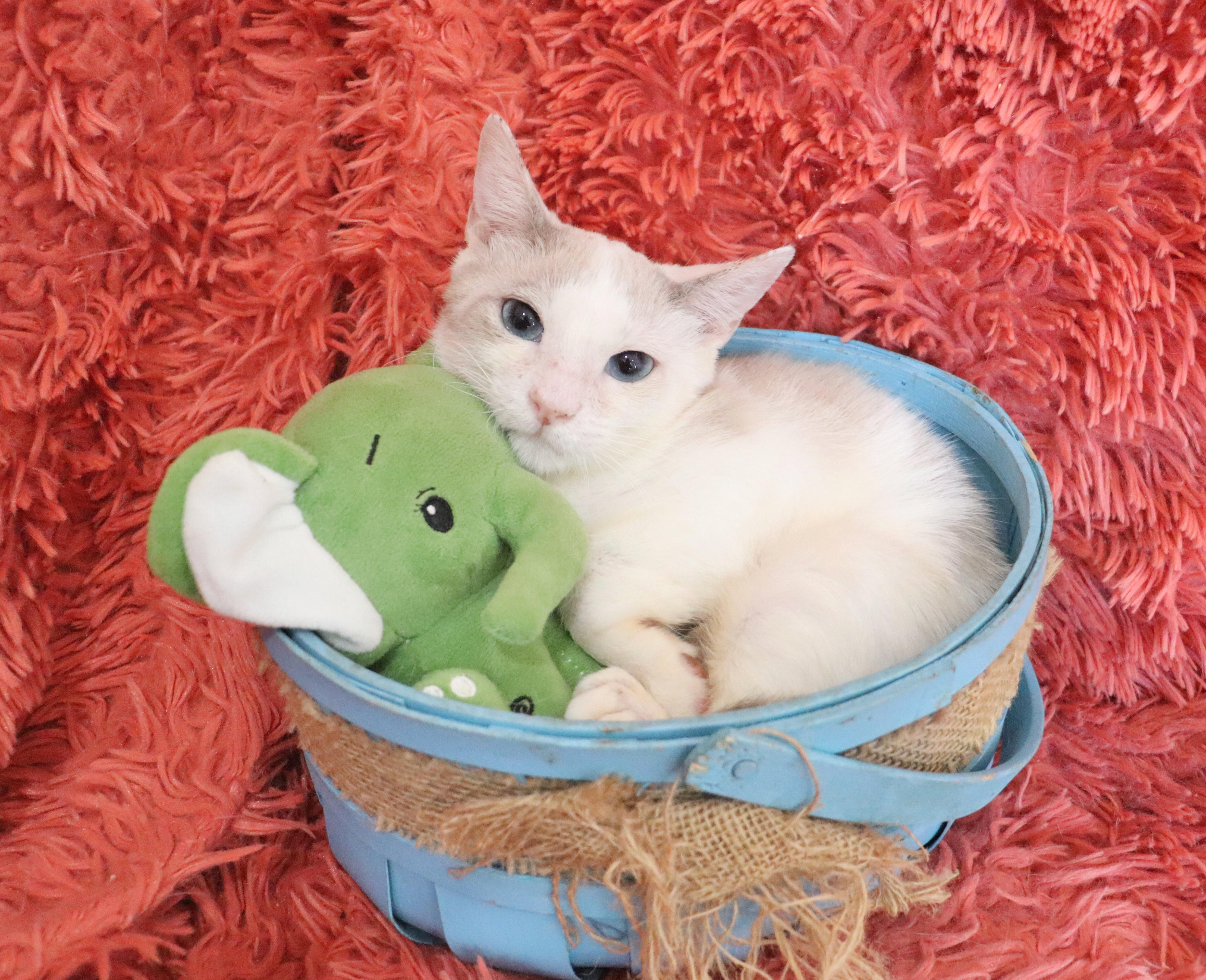 Capone, an adopted mixed breed in Saint Augustine, FL image 3/5