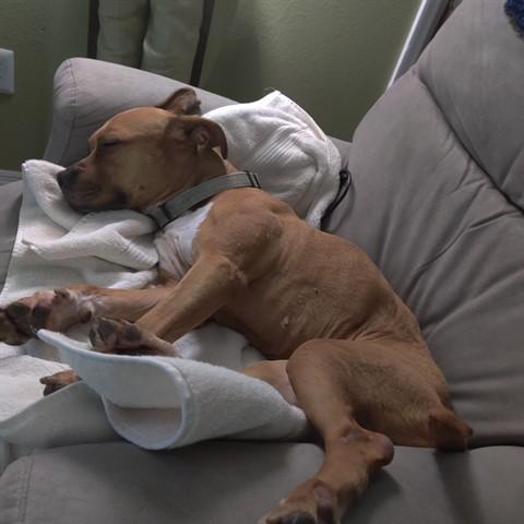 KIKI, Adoptable, Adult Female Pit Bull Terrier & Mixed Breed.
