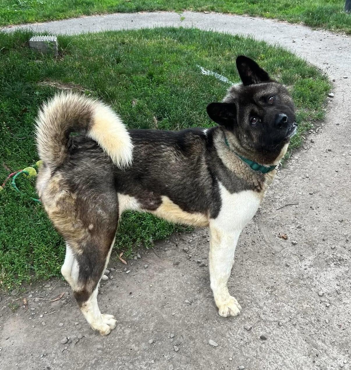 Reggie, a ADOPTABLE Akita in Buffalo, NY image 4/6