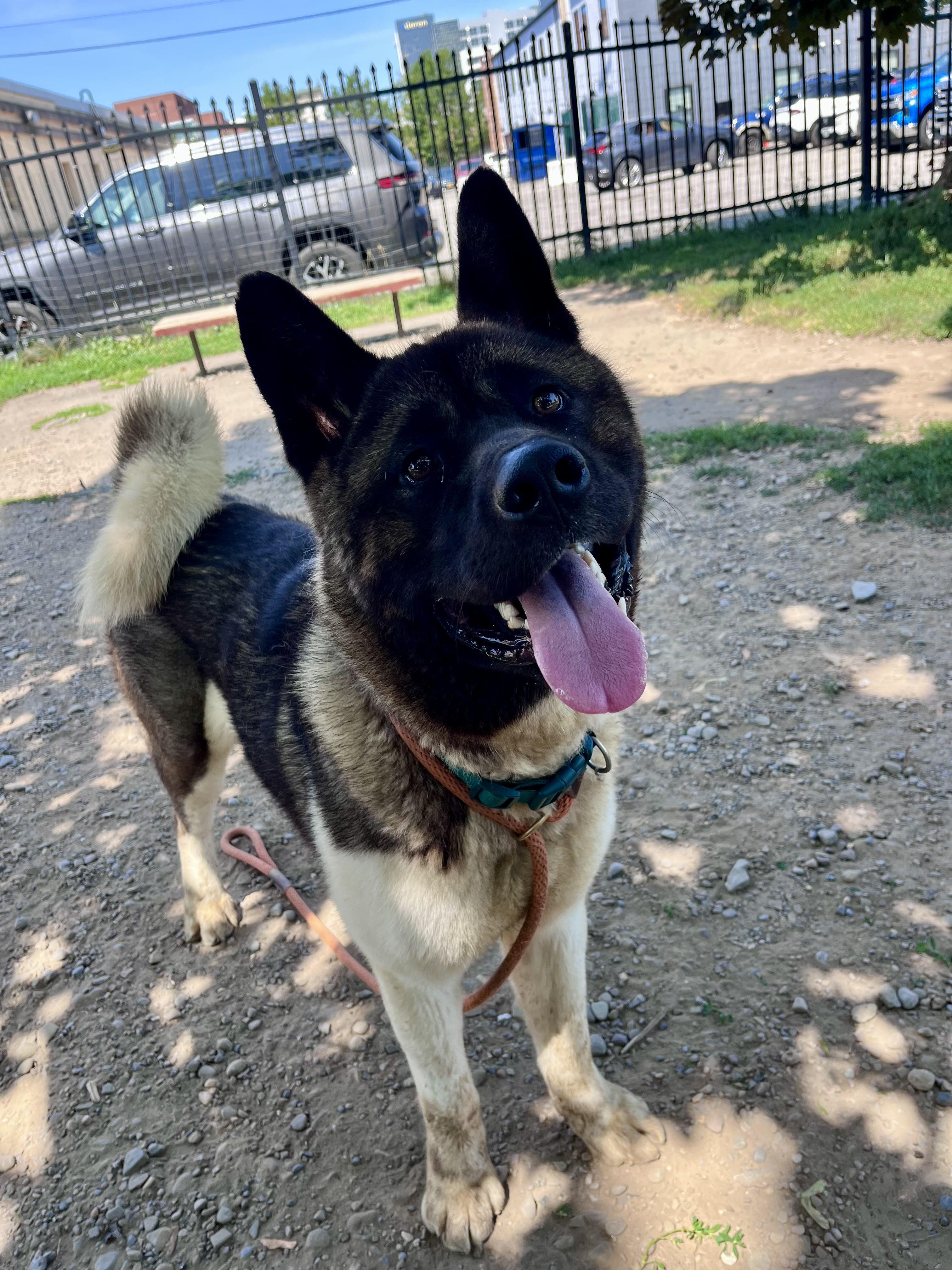 Reggie, a ADOPTABLE Akita in Buffalo, NY image 5/6