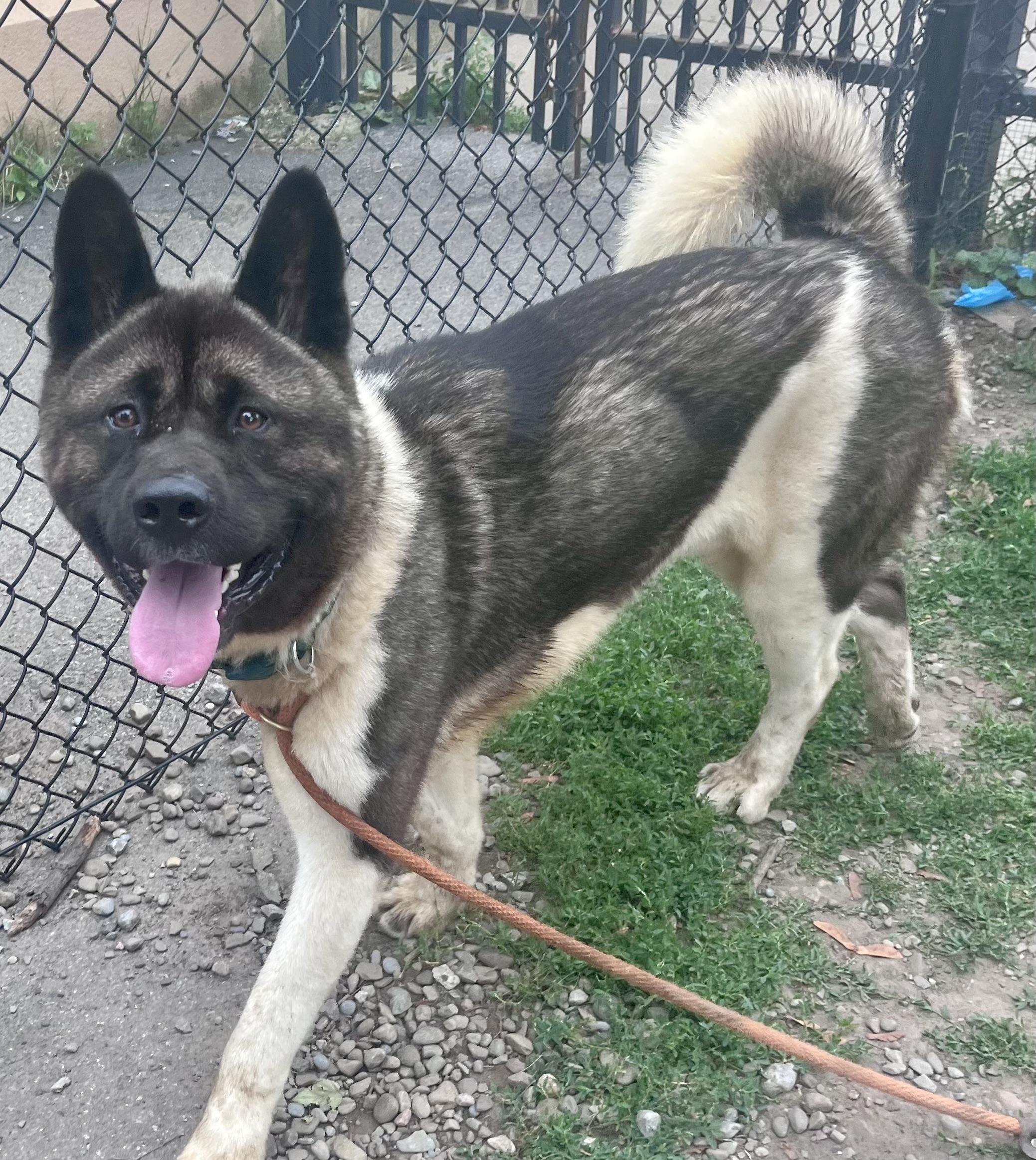Reggie, a ADOPTABLE Akita in Buffalo, NY image 2/6