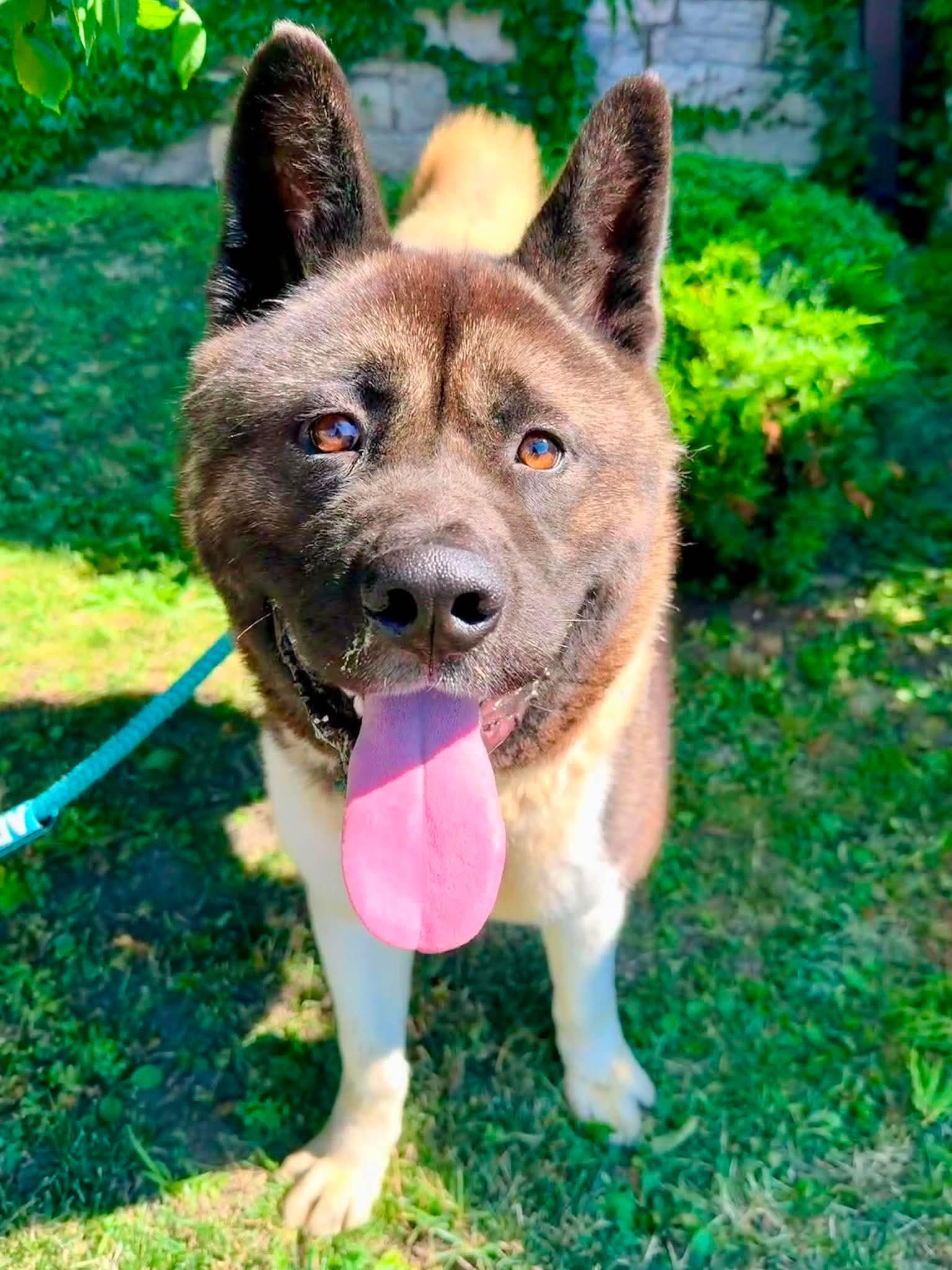 Reggie, a ADOPTABLE Akita in Buffalo, NY image 6/6