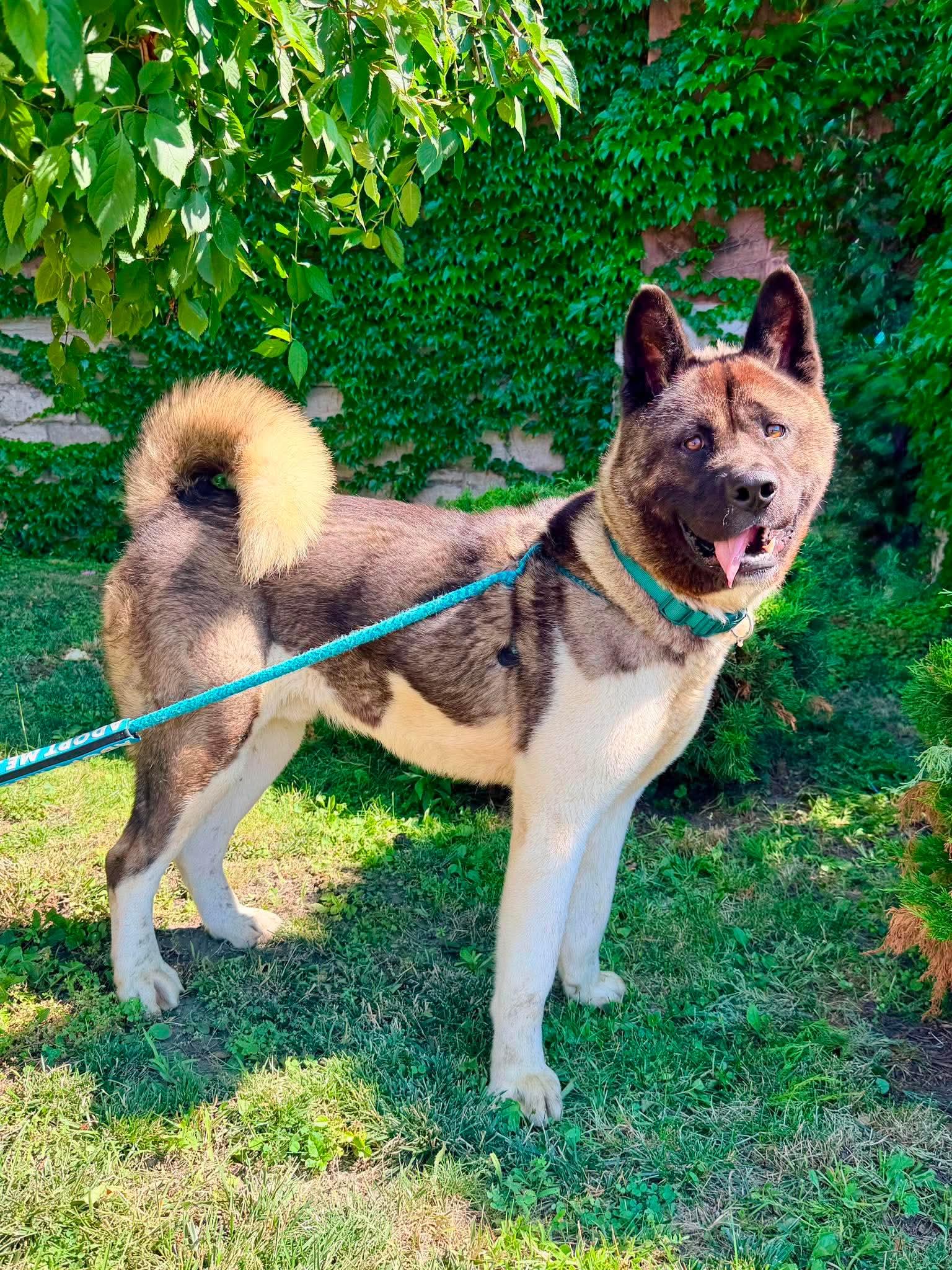 Reggie, ADOPTABLE, Young Male Akita.