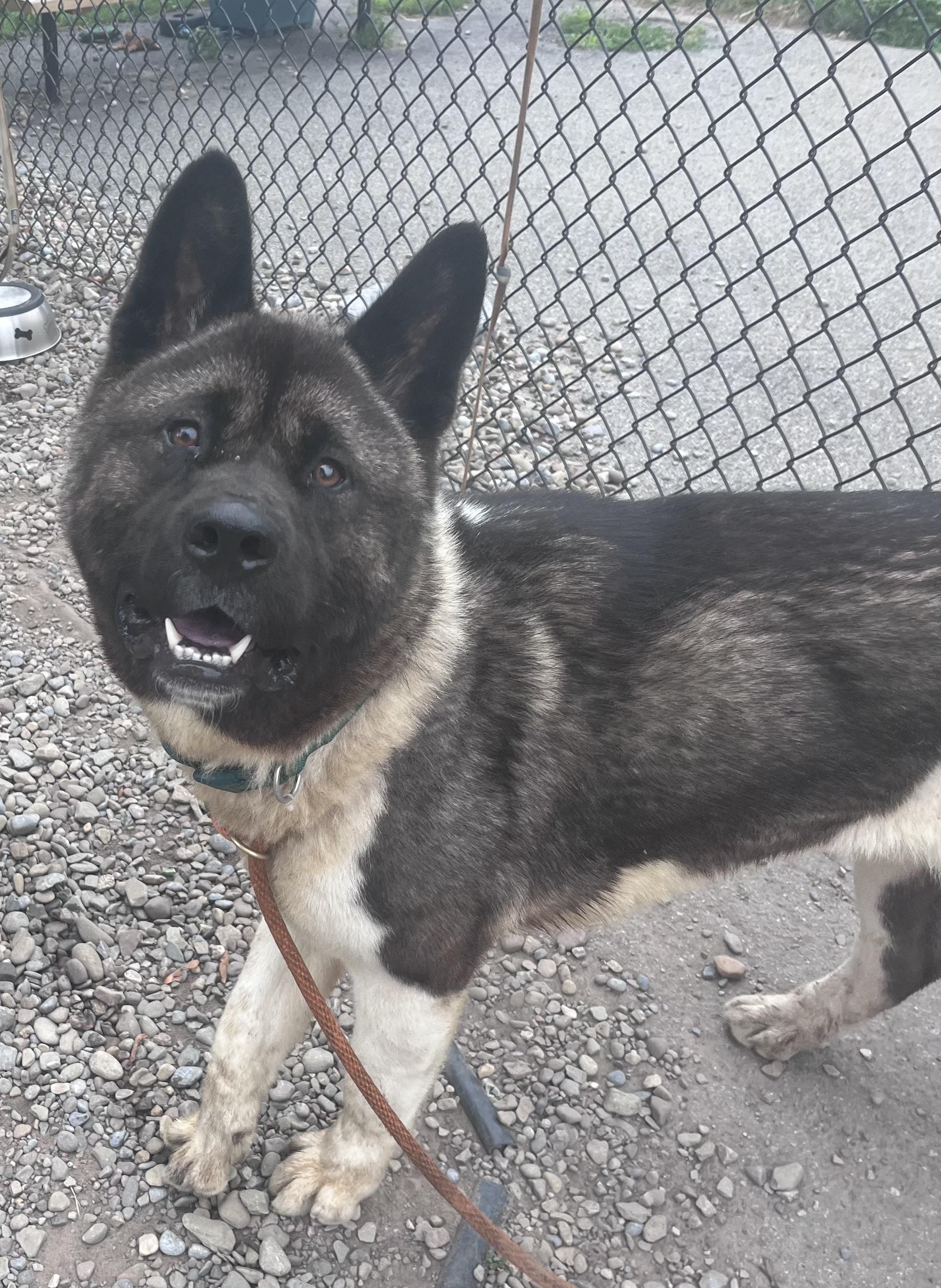 Reggie, a ADOPTABLE Akita in Buffalo, NY image 3/6