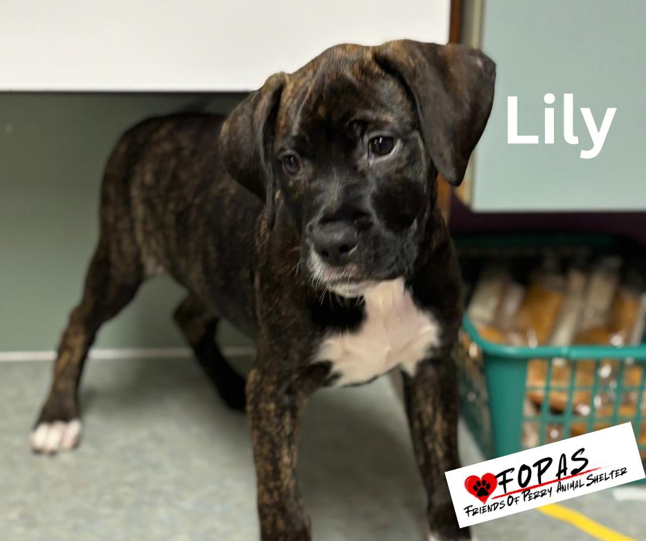 Enlarge Lily 25-FD-074-10F, a ADOPTABLE mixed breed in Perry, GA image 1/5