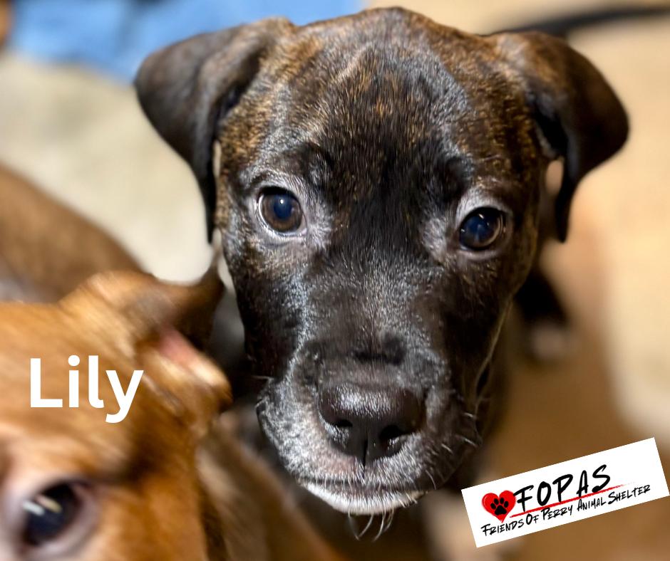 Enlarge Lily 25-FD-074-10F, a ADOPTABLE mixed breed in Perry, GA image 2/5