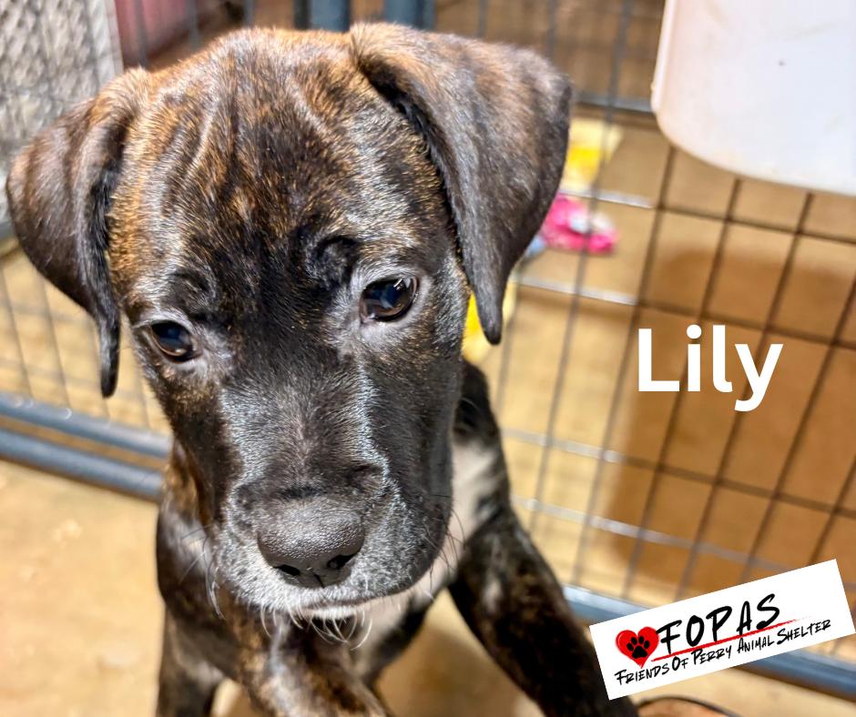 Enlarge Lily 25-FD-074-10F, a ADOPTABLE mixed breed in Perry, GA image 3/5