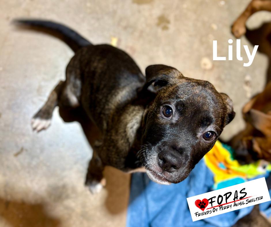Enlarge Lily 25-FD-074-10F, a ADOPTABLE mixed breed in Perry, GA image 4/5