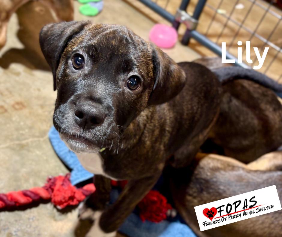 Enlarge Lily 25-FD-074-10F, a ADOPTABLE mixed breed in Perry, GA image 5/5