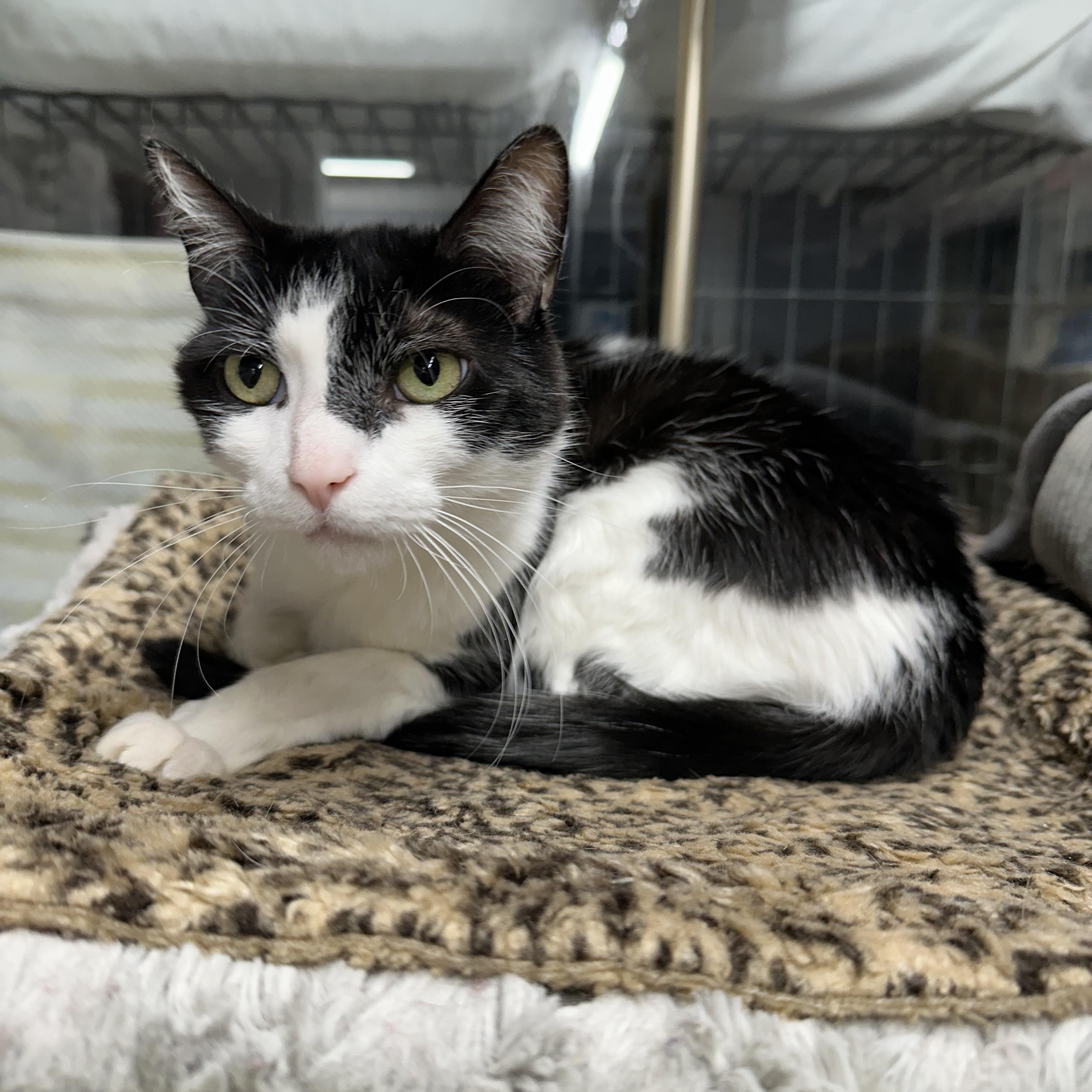 Enlarge Blaze, a ADOPTABLE Domestic Short Hair in Jaffrey, NH image 2/4