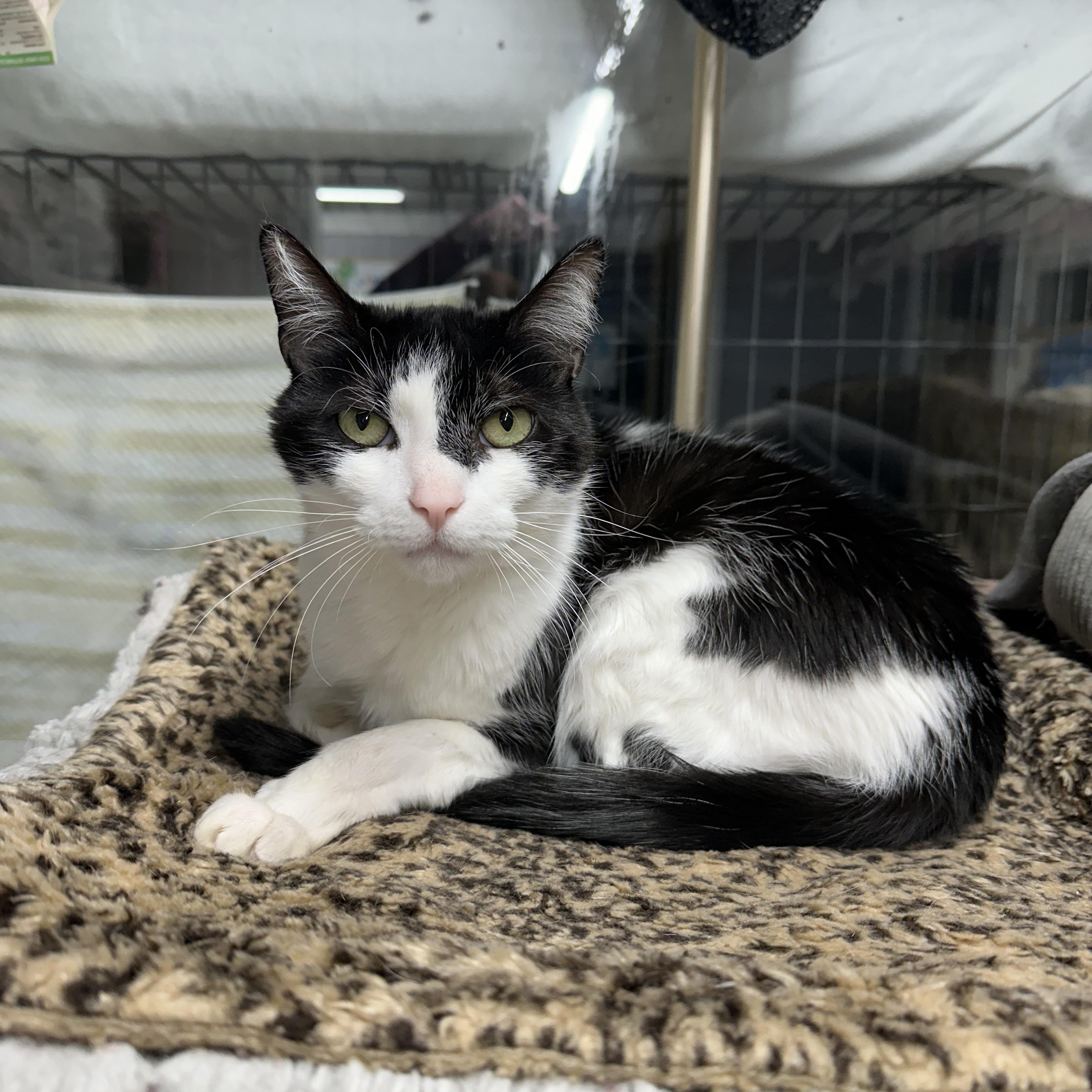 Enlarge Blaze, a ADOPTABLE Domestic Short Hair in Jaffrey, NH image 1/4