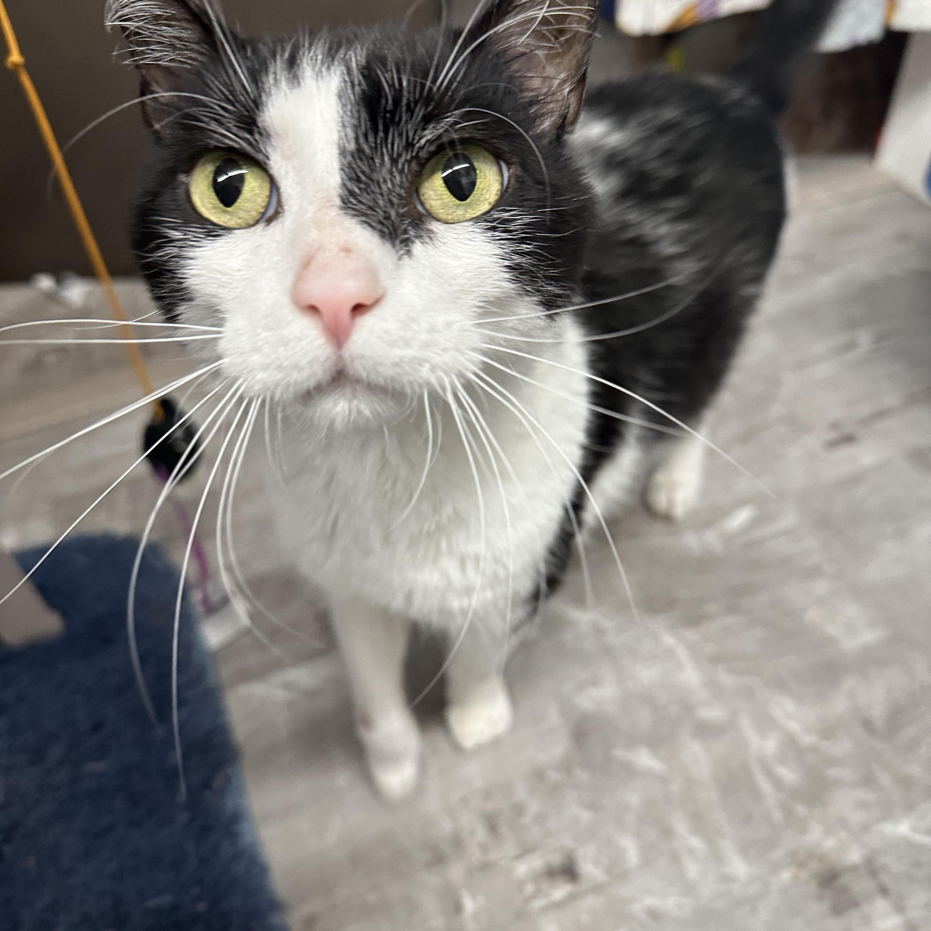 Enlarge Blaze, a ADOPTABLE Domestic Short Hair in Jaffrey, NH image 4/4