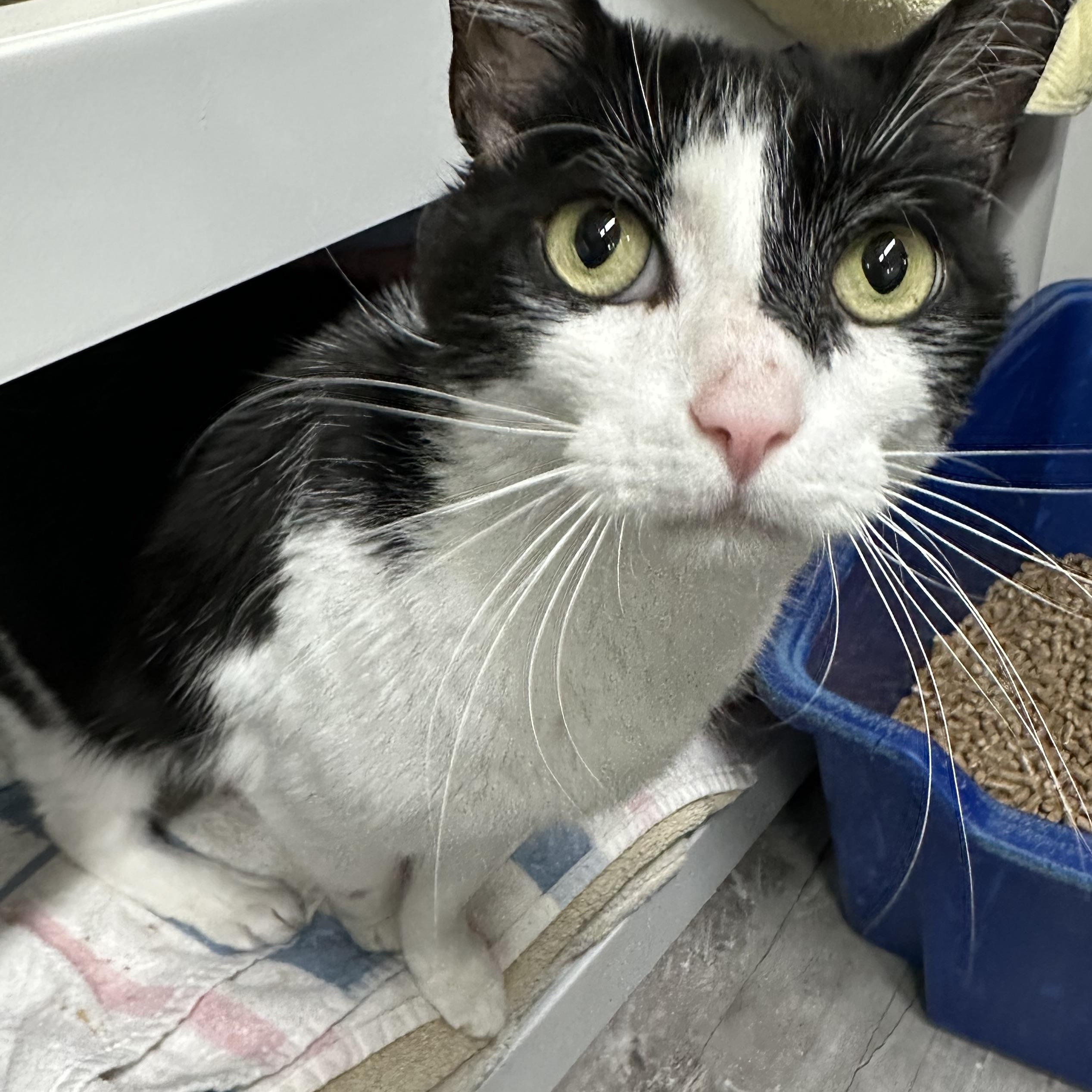 Enlarge Blaze, a ADOPTABLE Domestic Short Hair in Jaffrey, NH image 3/4