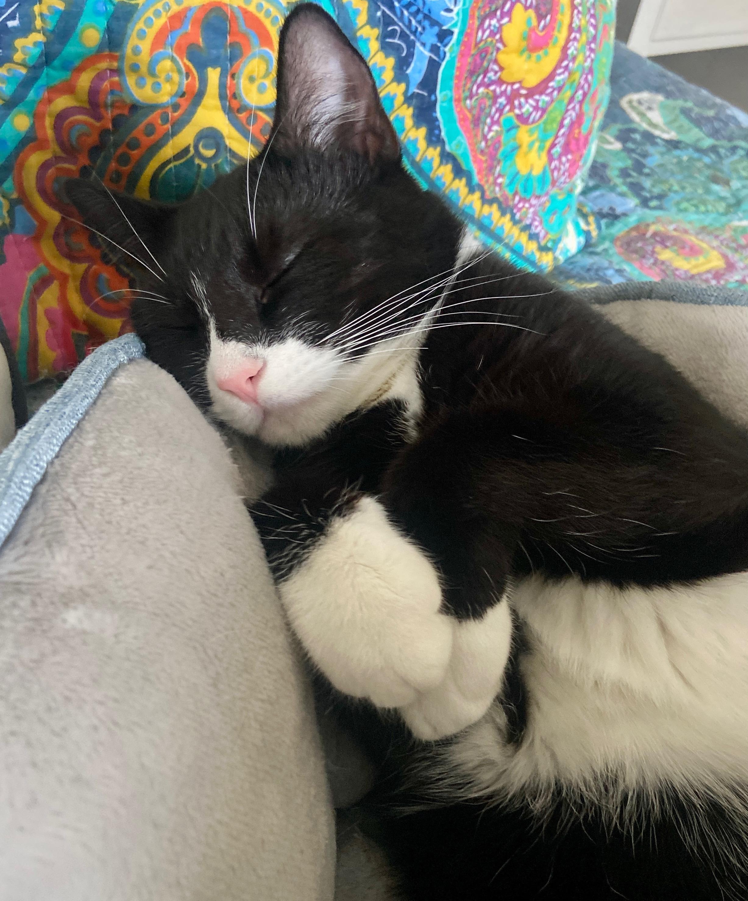 Enlarge Kraus (bonded with Franke), a Adoptable Domestic Short Hair in Wilmington, NC image 1/6